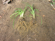 Daylily after dividing plant