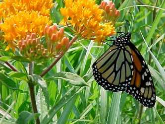 Asclepias tuberosa-Butterfly Weed