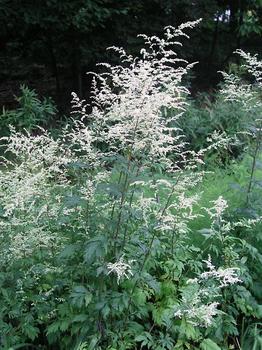 Artemisia -Artemisia, Wormwood, Mugwort