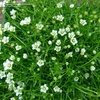 Sagina subulata-Irish Moss, Pearlwort