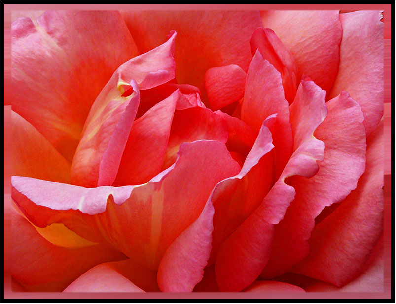 [Rose+Petals.jpg]