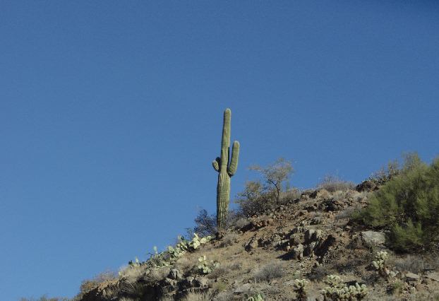 [Saguaro+cactus+on+way+to+Flagstaff.jpg]