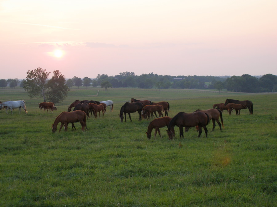 [Horses+at+sunset2.JPG]