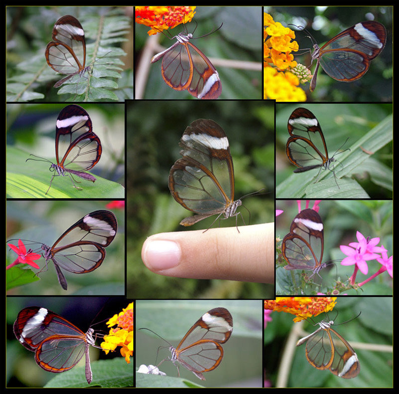 [More+glasswinged+butterfly.jpg]