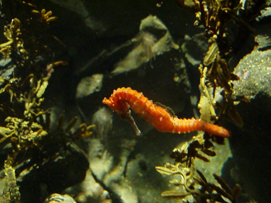 [Orange+seahorse.jpg]