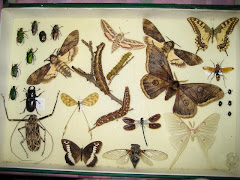 Colección de Insectos de Emilio Monedero