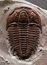 [trilobites.jpg]
