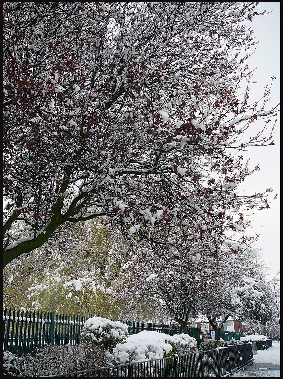 [trees-in-snow.jpg]