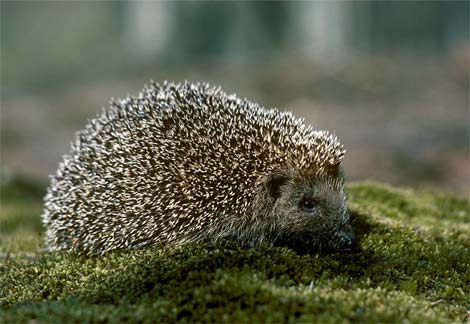 [Hedgehog.jpg]