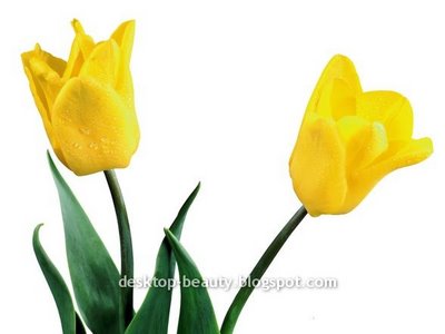 [tulips18.jpg]