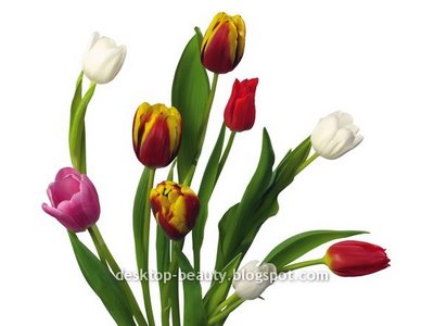 [tulips13.jpg]
