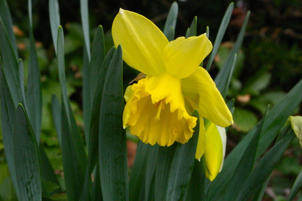 [daffodil+in+front+of+Ronas.jpg]