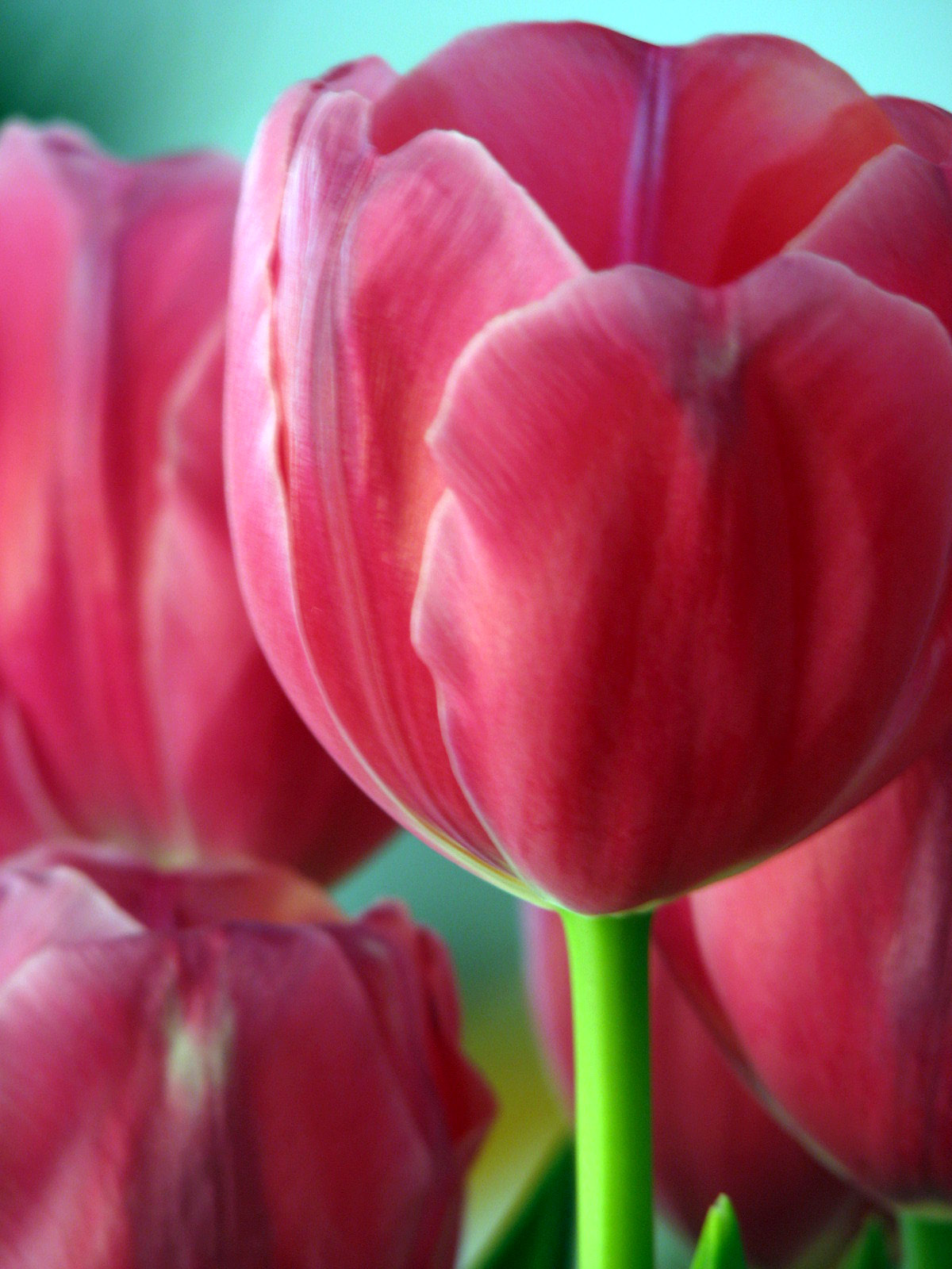 [Tulip-Close-up.JPG]