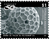 Microfotografía de un grano de polen de Polygorum