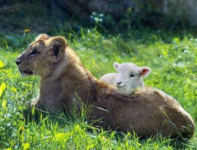 [lion+and+sheep+resized.jpg]