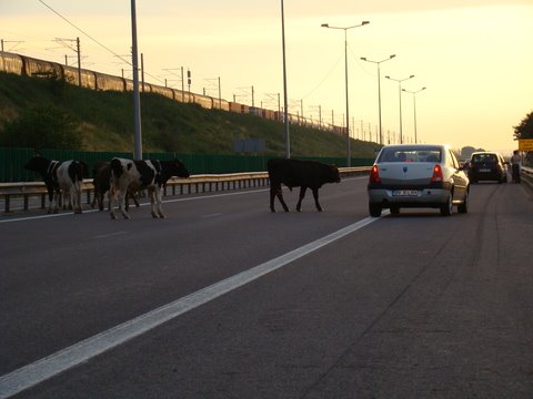 [vaca+pe+autostrada.jpg]