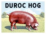 [0000-4304-4_b~Duroc-Hog-Posters.jpg]