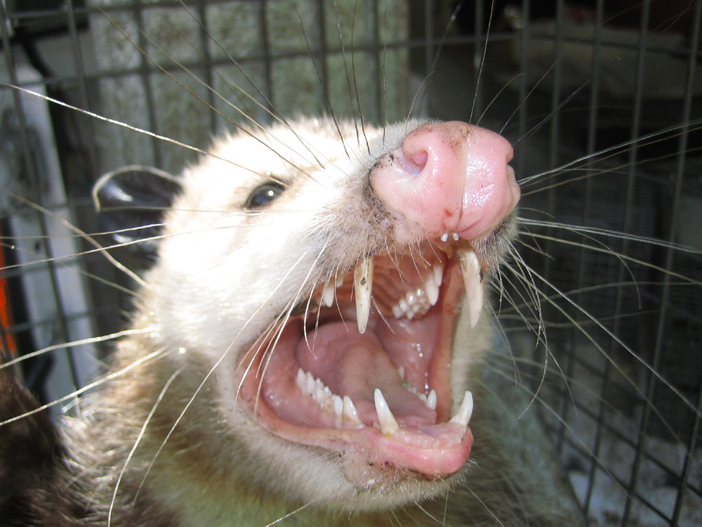[opossum021.jpg]