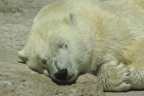 [bear+sleep.jpg]