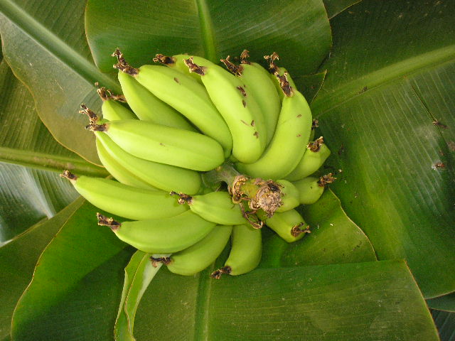 [ferdie-banana2-12-7.JPG]