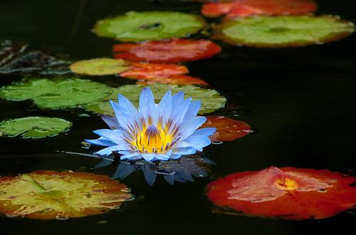 [blue+water+lily.hot.JPG]