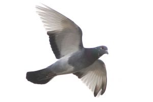 [710195_flying_dove.jpg]