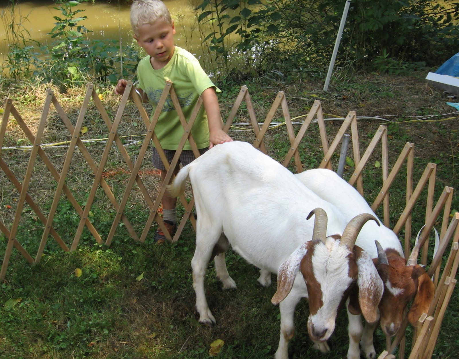 [at+global+fair+Lancaster+petting+goats.jpg]