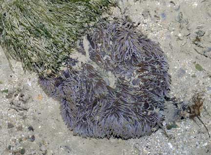 wildfilms: Sea anemones of Kusu Island