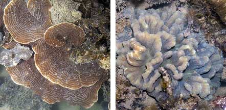 [corals1.jpg]