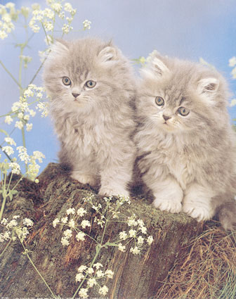 [3130~Cute-Kittens-Posters.jpg]