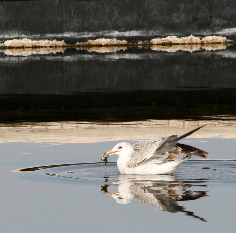 [Salton-Sea-gull.fish.183e.jpg]