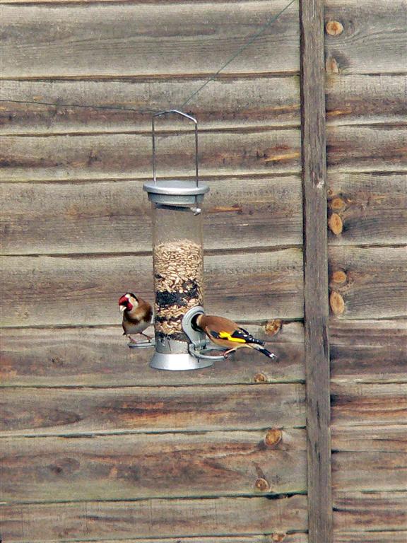 [jan0708goldfinches+(Large).jpg]