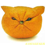 [orangecat8pb.jpg]