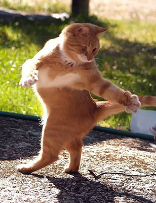 [dancing+cat.jpg]