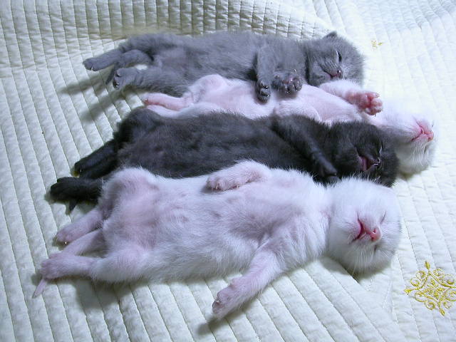 [sleeping+kittens.jpg]