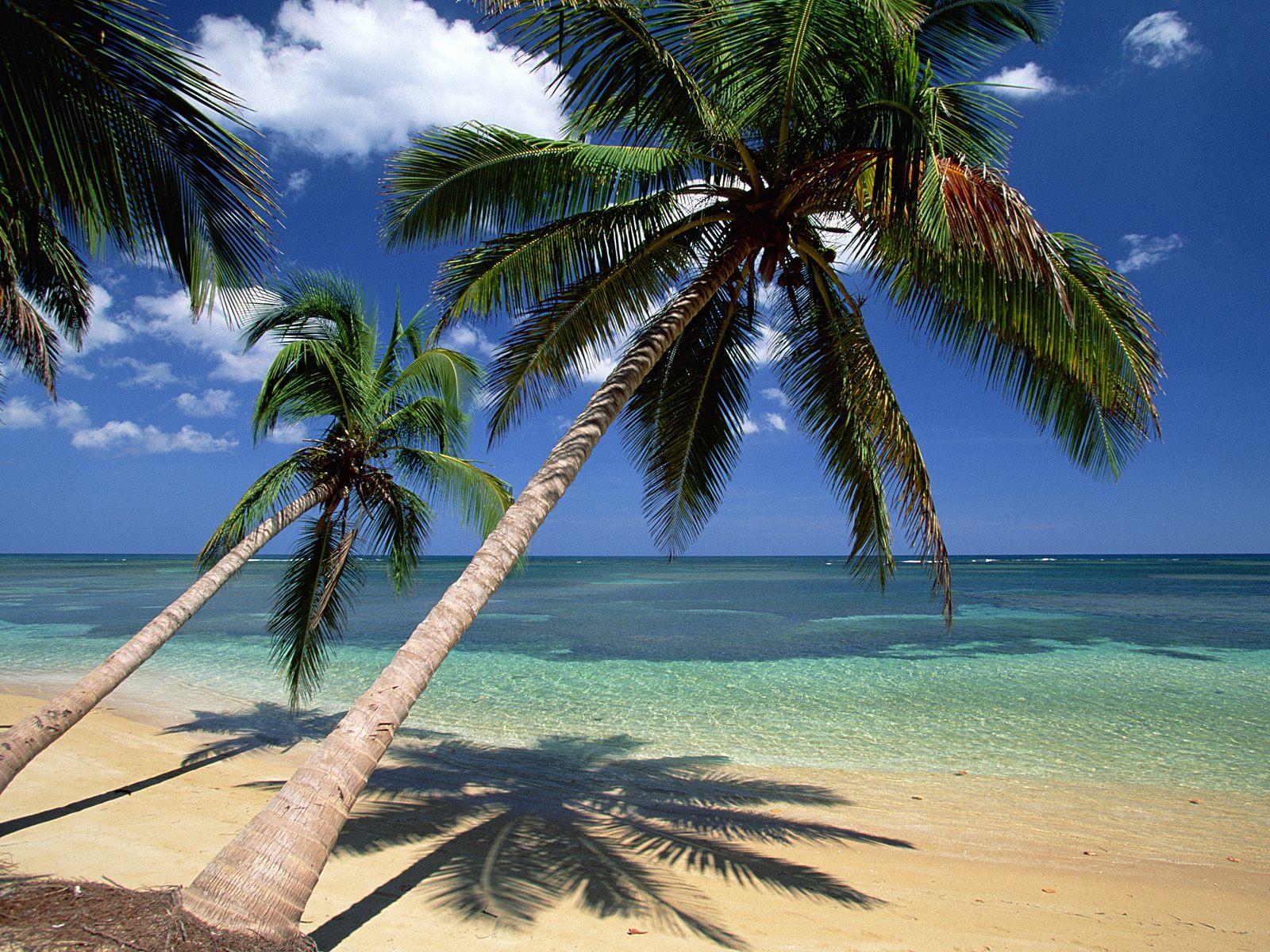 [Coconut+Palm+Trees,+Dominican+Republic.jpg]