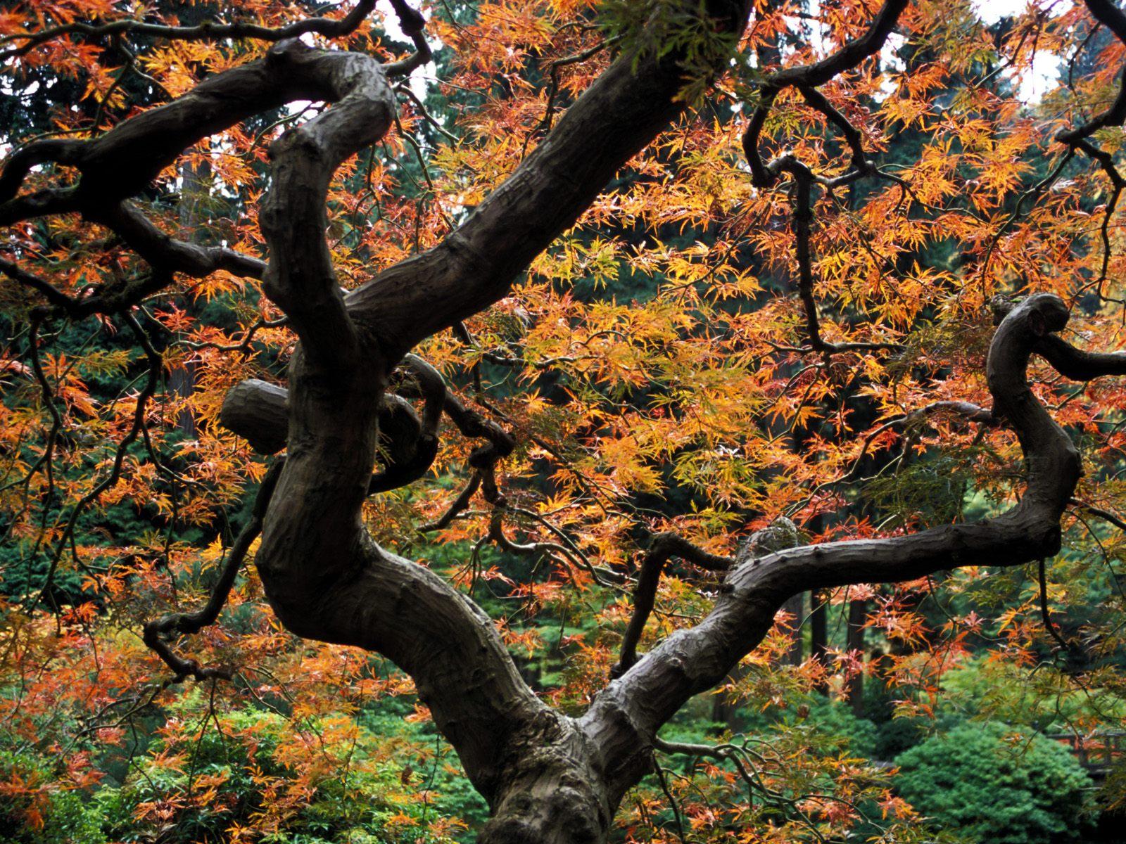 [Maple+Tree,+Japanese+Garden,+Portland,+Oregon.jpg]