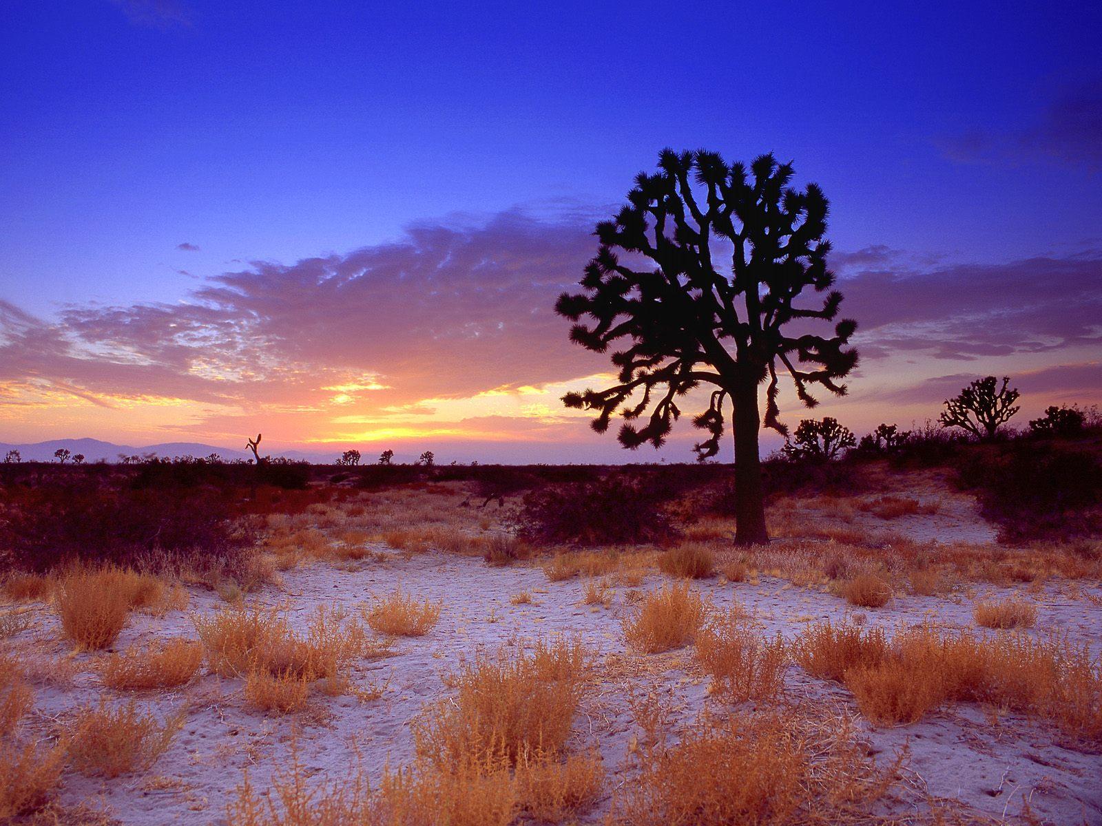 [Joshua+Tree+Sunset,+Mojave+Desert,+California.jpg]