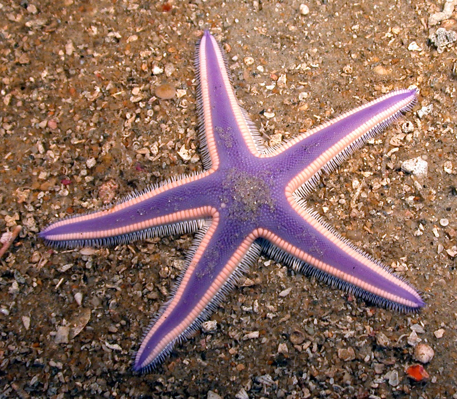 [violet+starfish.jpg]