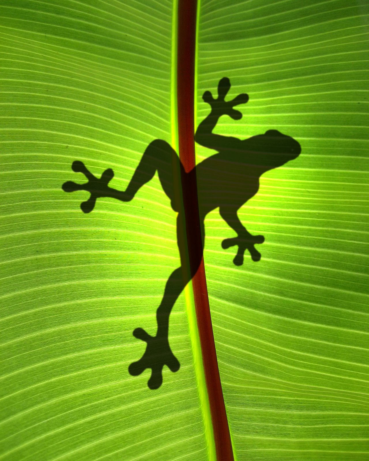 [frog+silhouette.jpg]