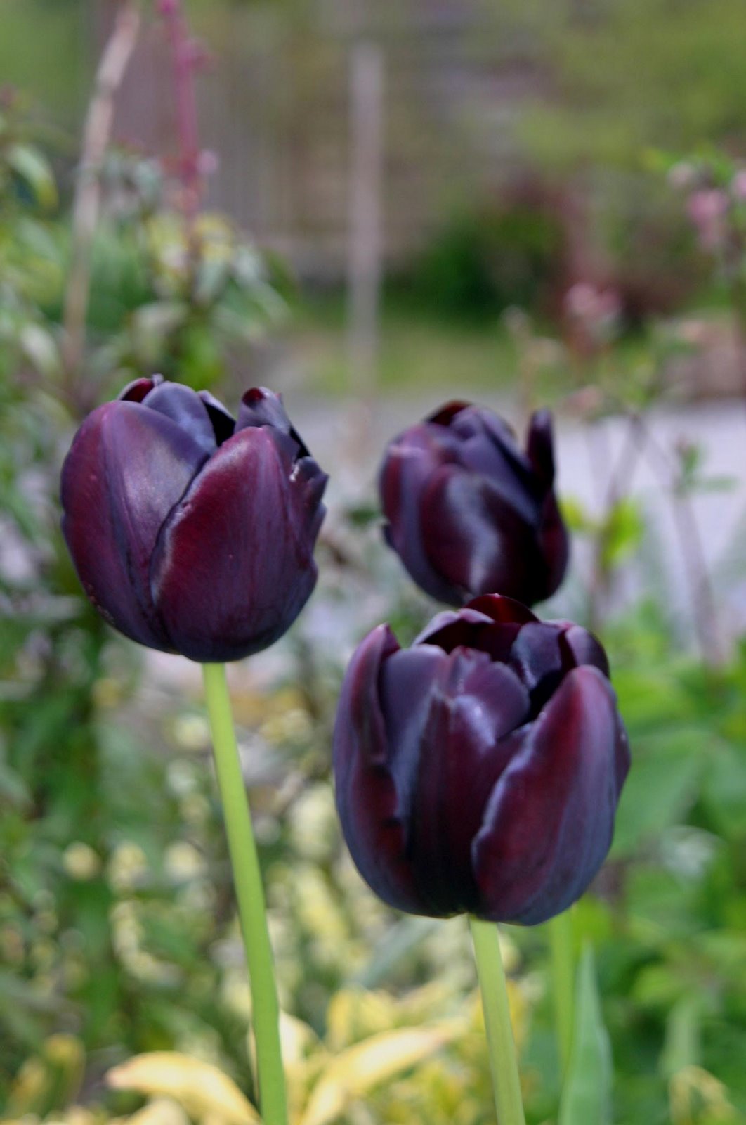 [Black+tulips+close+up.jpg]