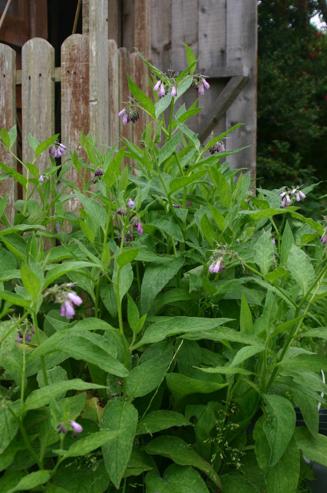 [comfrey+in+front+of+tool+shed.jpg]