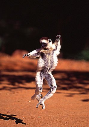 [Dancing-Lemur--C11764863.jpeg]