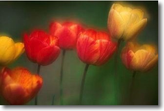 [11658-tulip-dance.jpg]