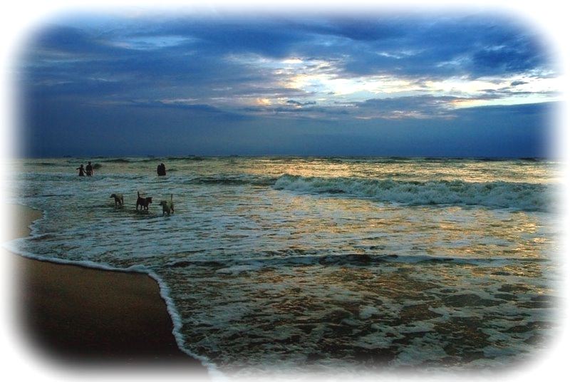 [dogs_on_the_beach-framed.jpg]