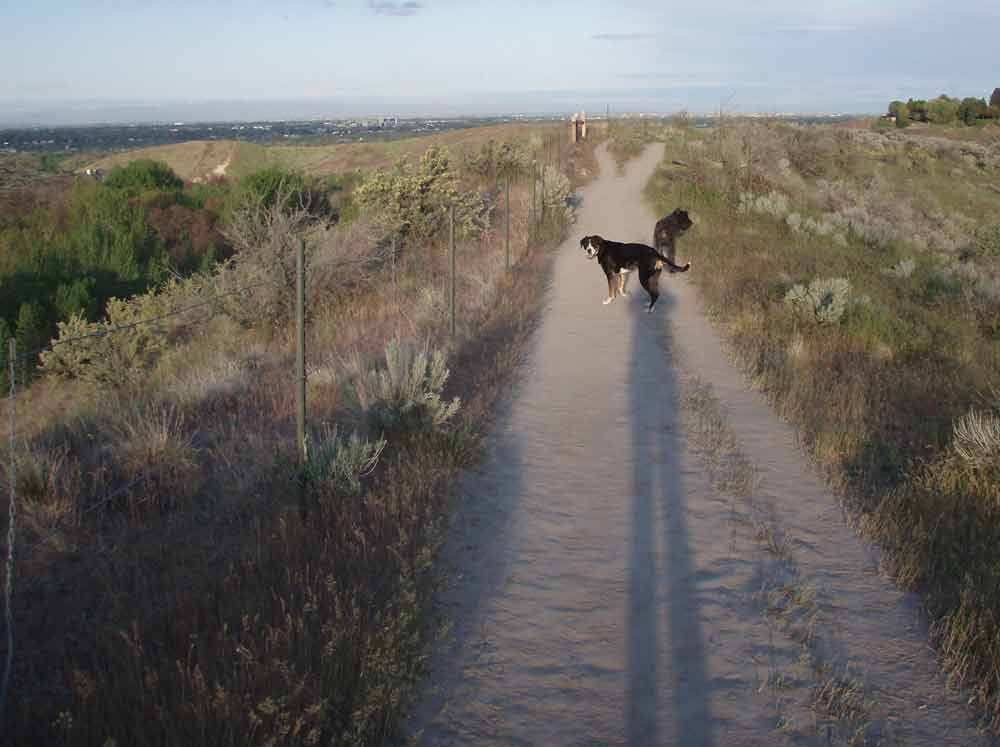 [dogs-trail.jpg]