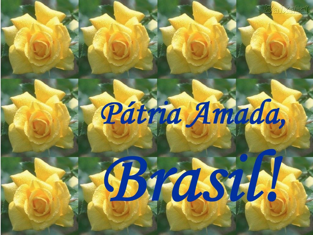 [BXK17007_rosa-amarela_patria-amada_brasil_sp_jundiai_serra-do-japi_p.prd17007_by-bbelle800]