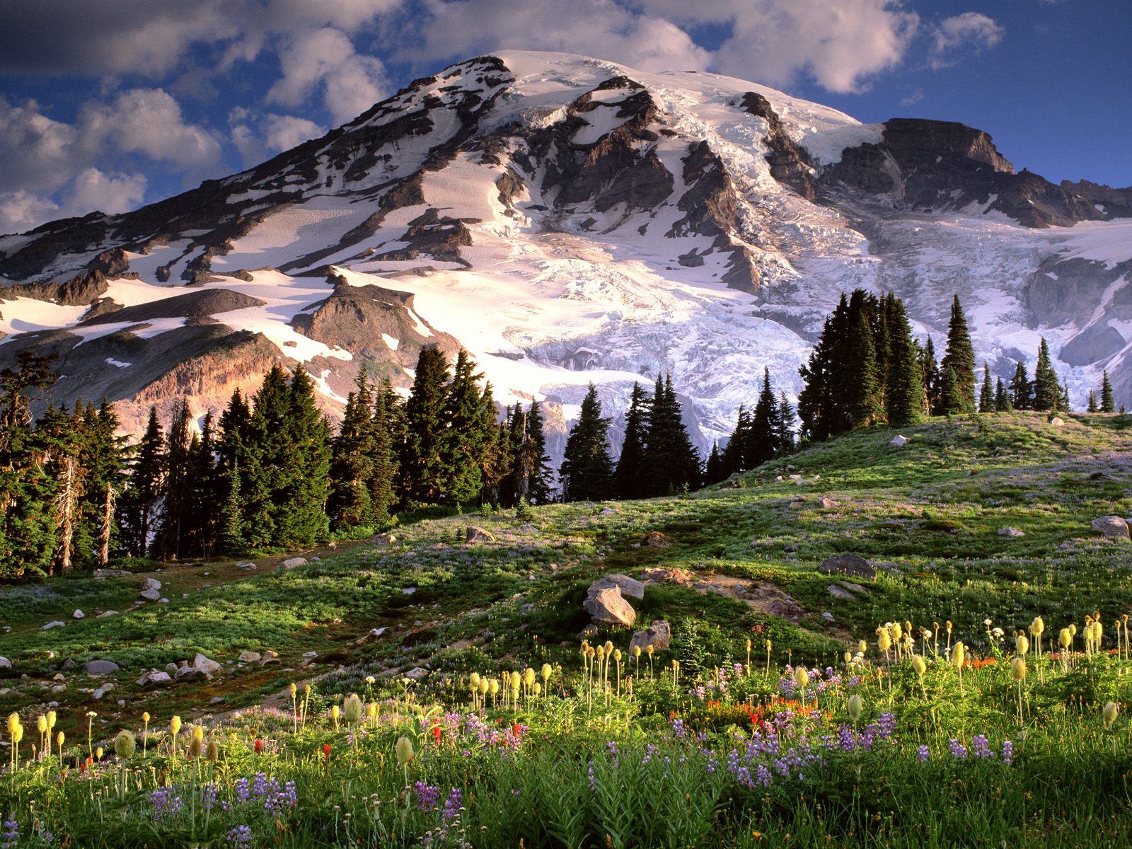 [Blooming_Wildflowers_and_Mount_Rainier_Washington.jpg]