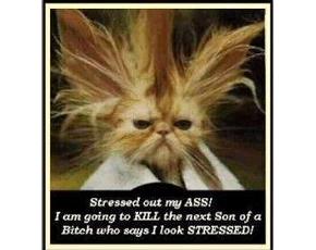 [stressed+cat.jpg]