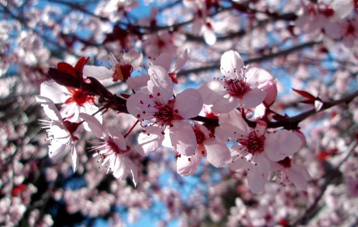 [blossoms+on+tree.jpg]